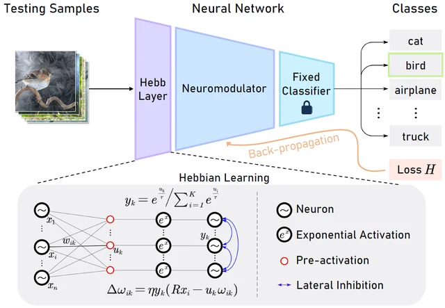 Neuro-Modulated Hebbian Learning for Fully Test-Time Adaptation