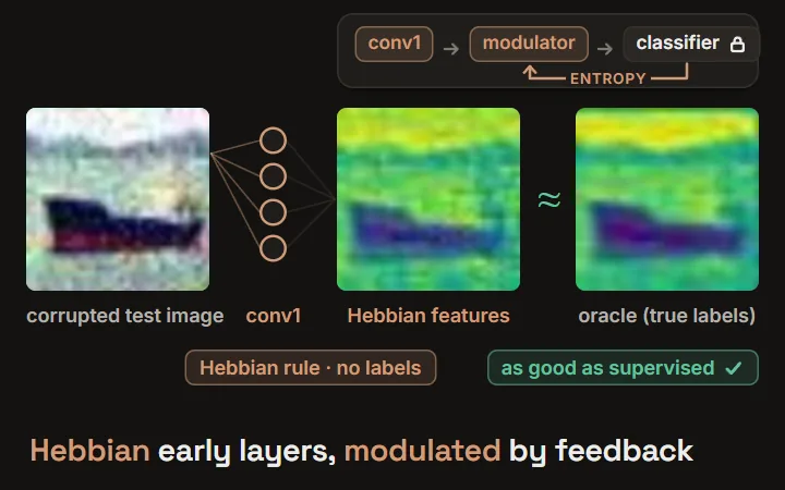 Neuro-modulated Hebbian learning: a corrupted CIFAR-10-C ship breaks the source model's early features; label-free Hebbian learning at test time restores them to match a supervised oracle, and ImageNet-C error falls to 60.4 (TENT 62.7, source 85.7)